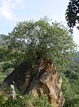 Ficus cordata PV2478 Ghazi GPS163 Kenya 2012_PV0200.jpg